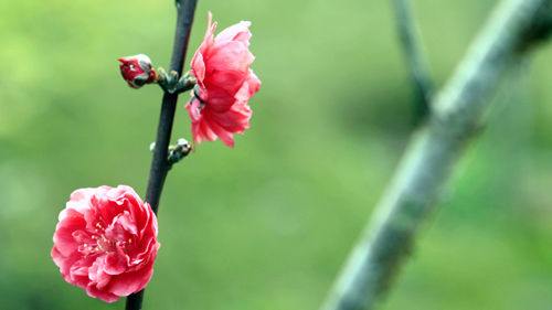 PA�콢��(�й���)����