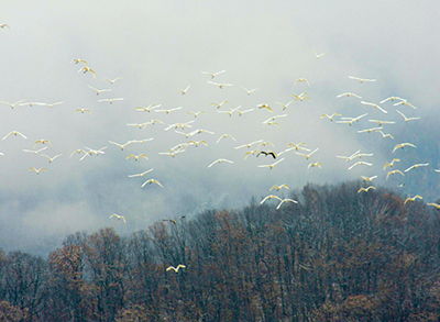 ��ǧֻҰ�������������PA�콢��(�й���)����