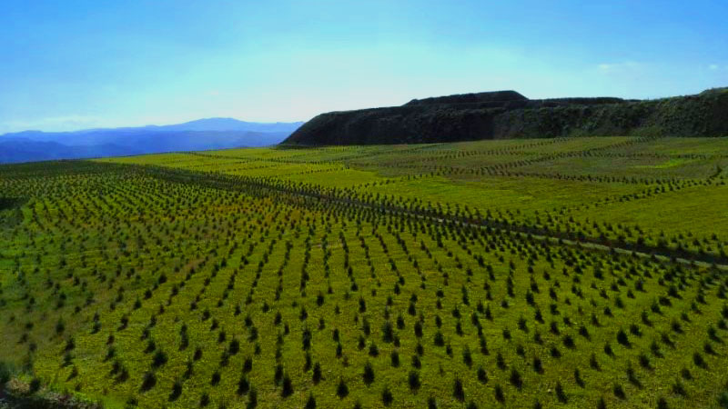 PA�콢��(�й���)����