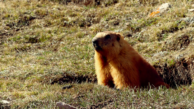 PA�콢��(�й���)����